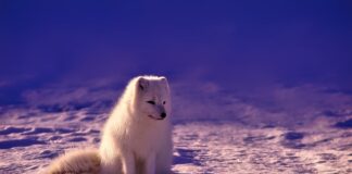 Ile można zarobić w Norwegii będąc stolarzem?