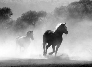 Jak się palić Szałwie?
