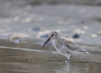 Czy pod niski brodzik kładzie się płytki? Czy pod niski brodzik kładzie się płytki?