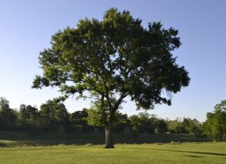 Kiedy kapok jest obowiązkowy?