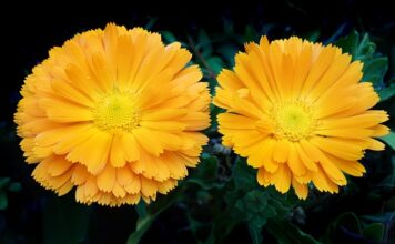 Gdzie można kupić tanie kalendarze adwentowe?