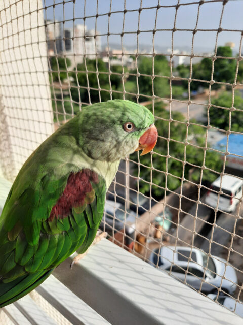 Siatka sznurkowa na balkon