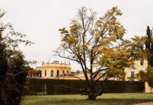 ogród
